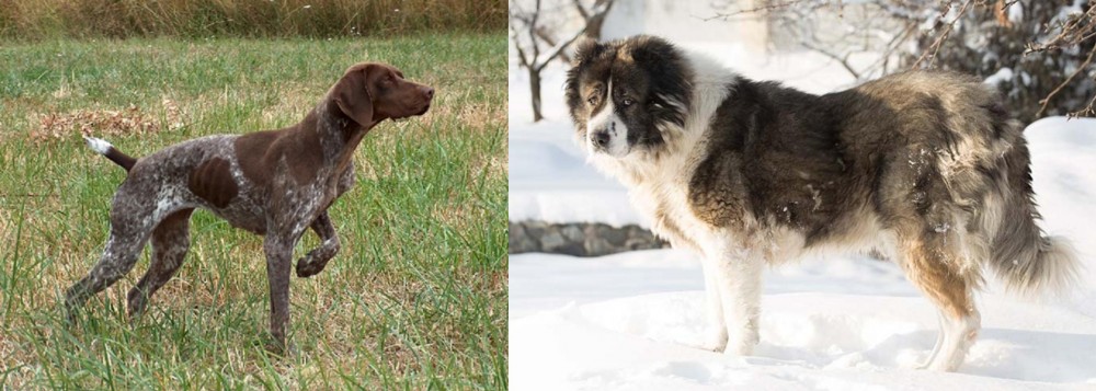 Caucasian Shepherd vs Braque Francais - Breed Comparison