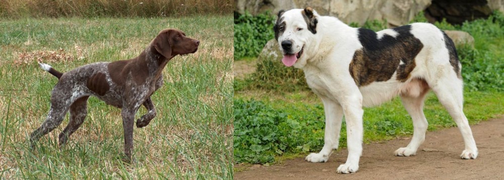 Central Asian Shepherd vs Braque Francais - Breed Comparison