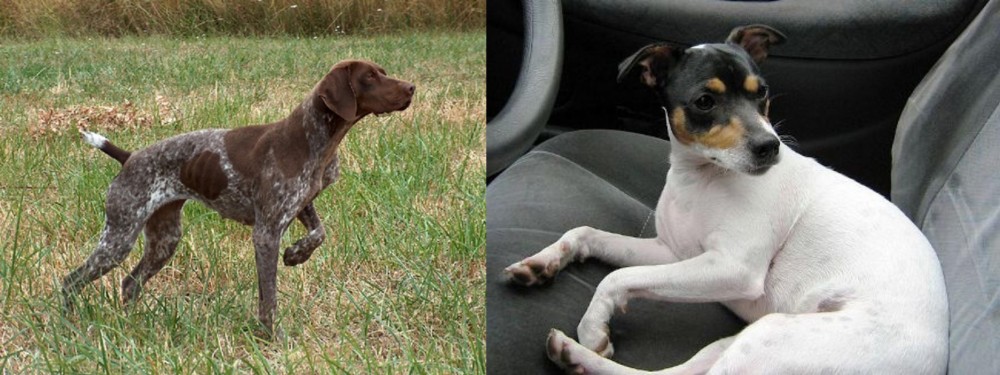 Chilean Fox Terrier vs Braque Francais - Breed Comparison