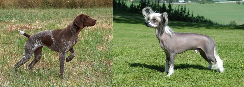 Chinese Crested Dog vs Braque Francais - Breed Comparison