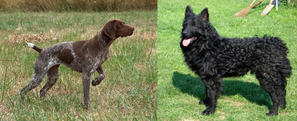 Croatian Sheepdog vs Braque Francais - Breed Comparison