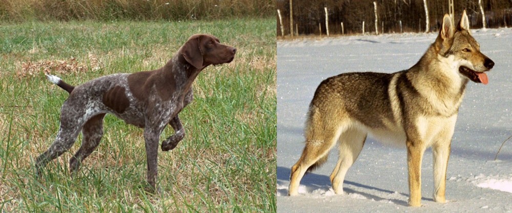 Czechoslovakian Wolfdog vs Braque Francais - Breed Comparison