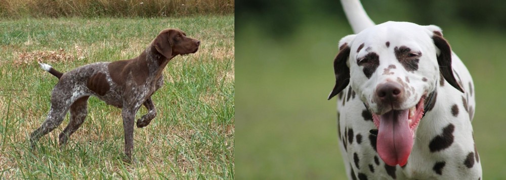 Dalmatian vs Braque Francais - Breed Comparison