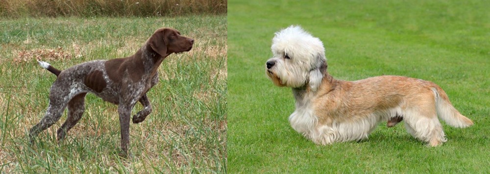 Dandie Dinmont Terrier vs Braque Francais - Breed Comparison