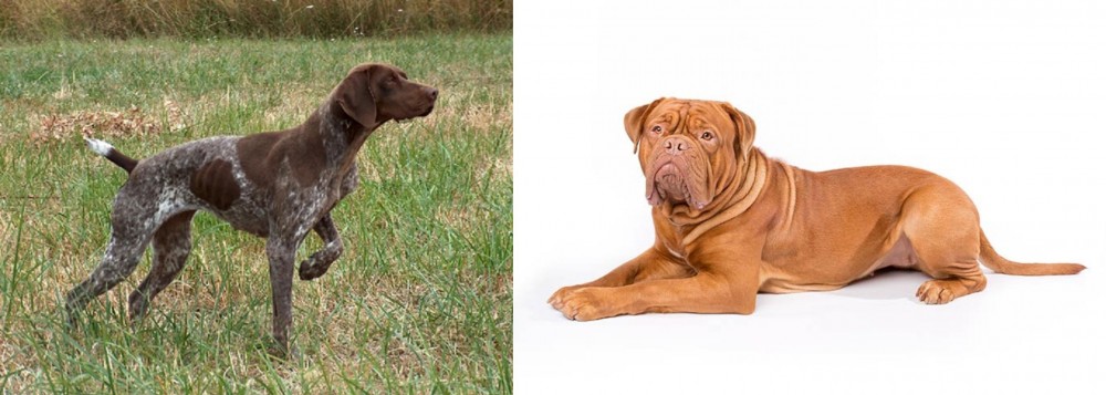 Dogue De Bordeaux vs Braque Francais - Breed Comparison