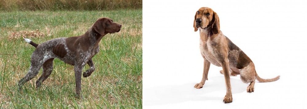 English Coonhound vs Braque Francais - Breed Comparison