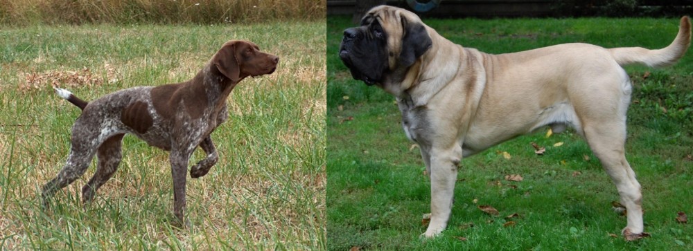 English Mastiff vs Braque Francais - Breed Comparison