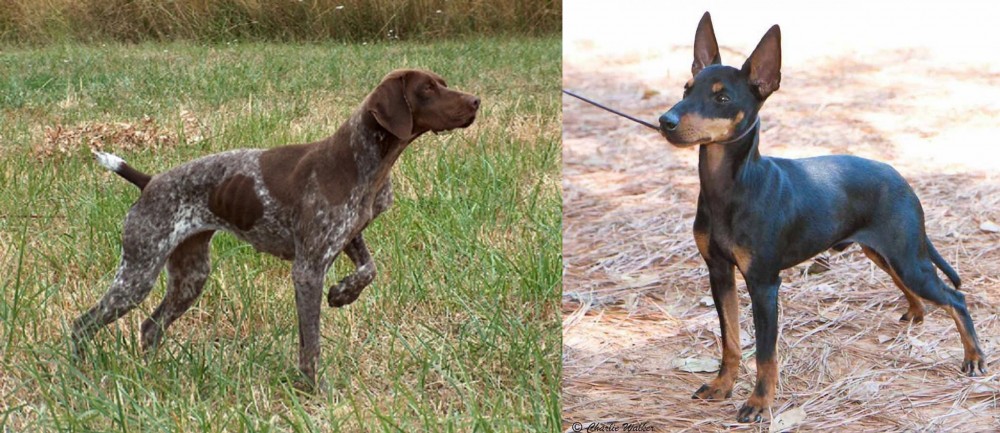 English Toy Terrier (Black & Tan) vs Braque Francais - Breed Comparison