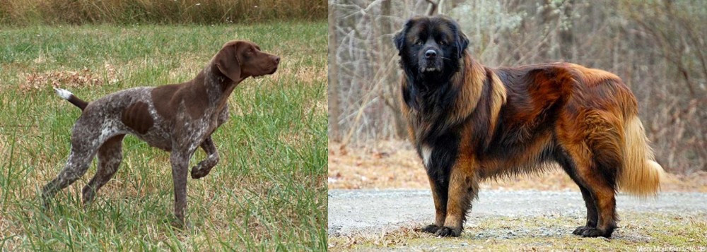 Estrela Mountain Dog vs Braque Francais - Breed Comparison