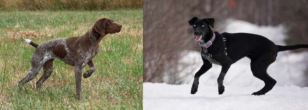 Eurohound vs Braque Francais - Breed Comparison