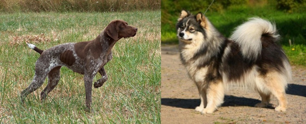 Finnish Lapphund vs Braque Francais - Breed Comparison