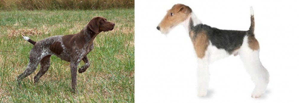 Fox Terrier vs Braque Francais - Breed Comparison