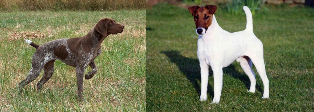 Fox Terrier (Smooth) vs Braque Francais - Breed Comparison