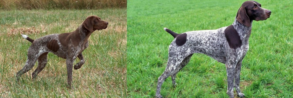 German Shorthaired Pointer vs Braque Francais - Breed Comparison