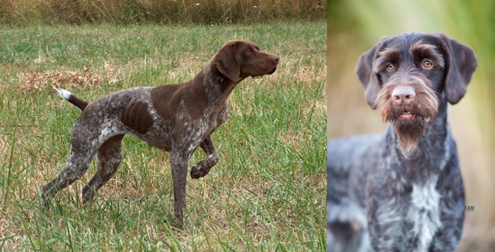 German Wirehaired Pointer vs Braque Francais - Breed Comparison