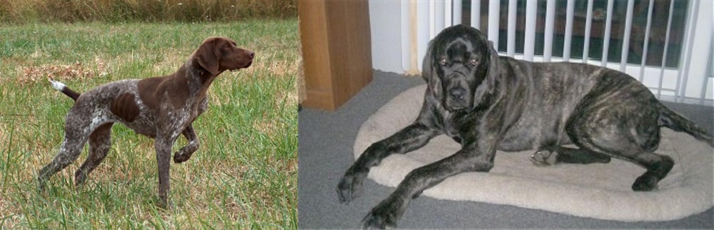 Giant Maso Mastiff vs Braque Francais - Breed Comparison