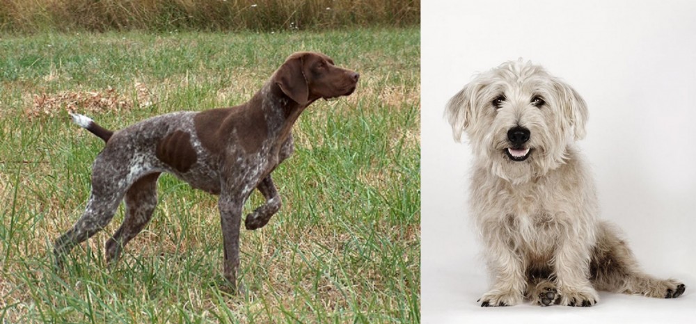 Glen of Imaal Terrier vs Braque Francais - Breed Comparison