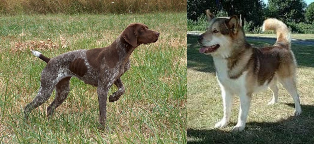 Greenland Dog vs Braque Francais - Breed Comparison