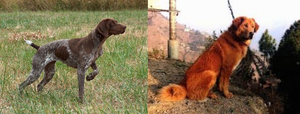Himalayan Sheepdog vs Braque Francais - Breed Comparison