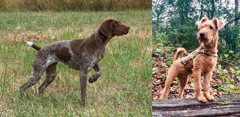 Irish Terrier vs Braque Francais - Breed Comparison