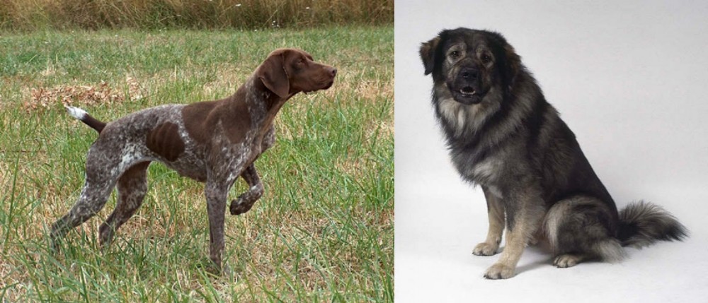 Istrian Sheepdog vs Braque Francais - Breed Comparison