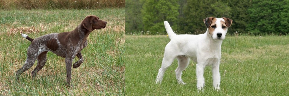 Jack Russell Terrier vs Braque Francais - Breed Comparison
