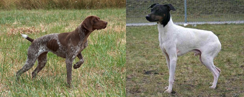 Japanese Terrier vs Braque Francais - Breed Comparison