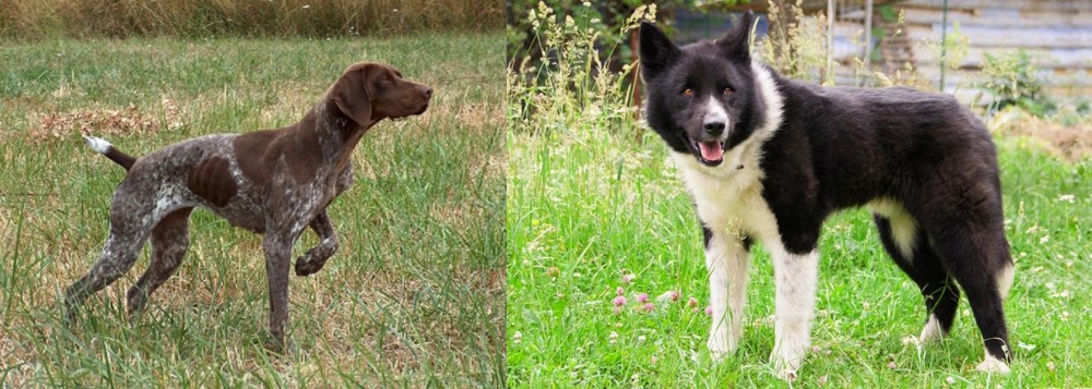 Karelian Bear Dog vs Braque Francais - Breed Comparison