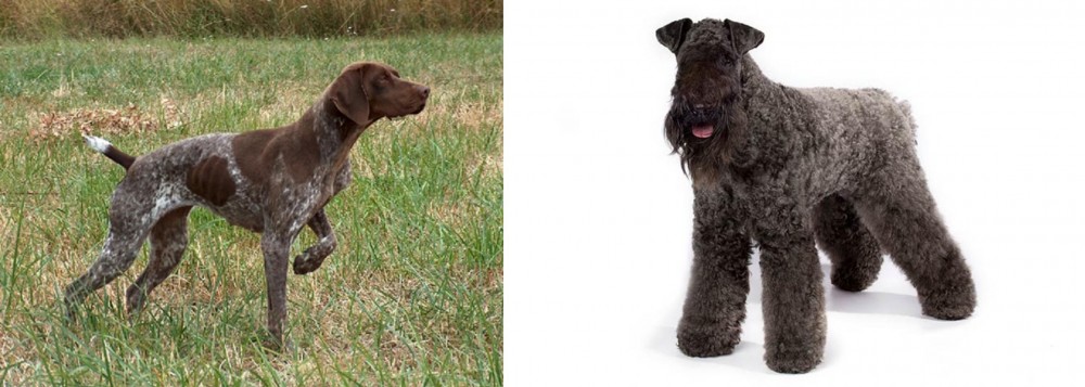 Kerry Blue Terrier vs Braque Francais - Breed Comparison