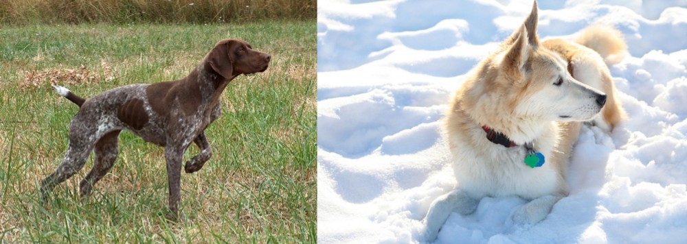 Labrador Husky vs Braque Francais - Breed Comparison
