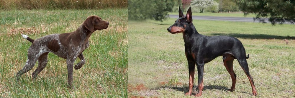 Manchester Terrier vs Braque Francais - Breed Comparison
