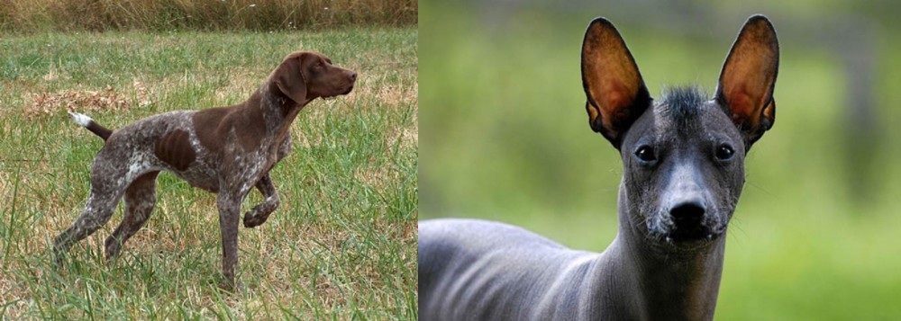Mexican Hairless vs Braque Francais - Breed Comparison