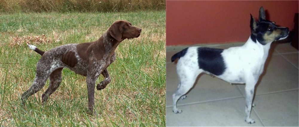 Miniature Fox Terrier vs Braque Francais - Breed Comparison