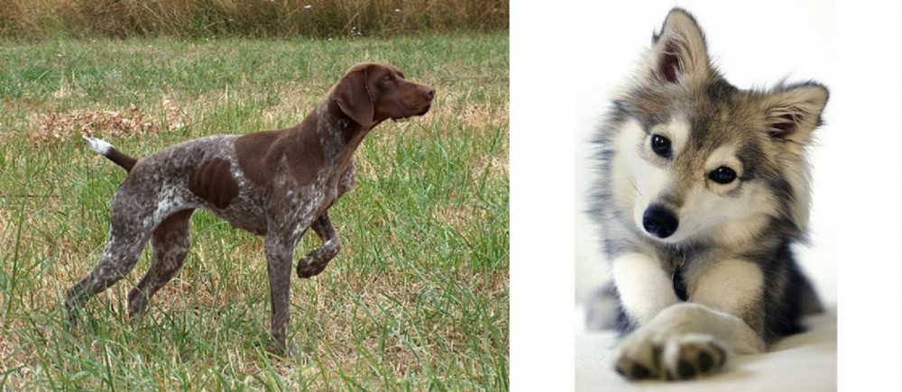 Miniature Siberian Husky vs Braque Francais - Breed Comparison