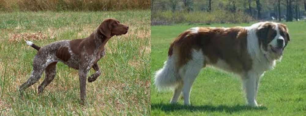 Moscow Watchdog vs Braque Francais - Breed Comparison