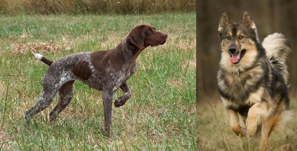 Native American Indian Dog vs Braque Francais - Breed Comparison