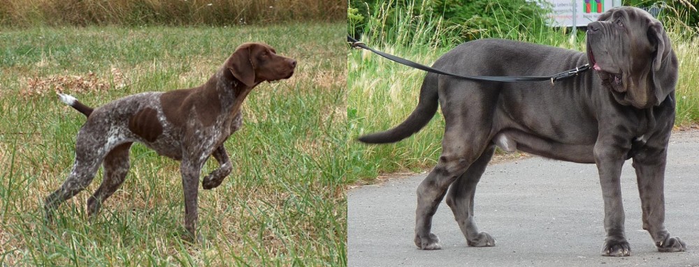 Neapolitan Mastiff vs Braque Francais - Breed Comparison