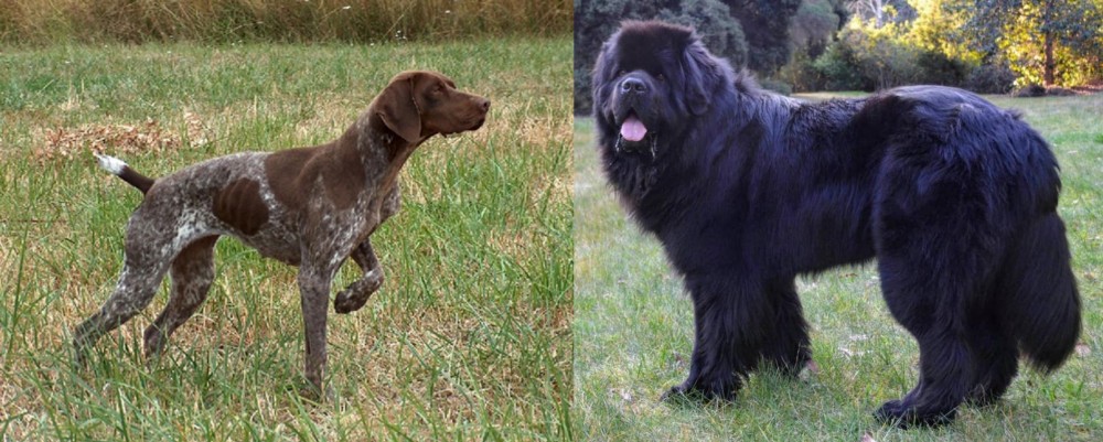 Newfoundland Dog vs Braque Francais - Breed Comparison