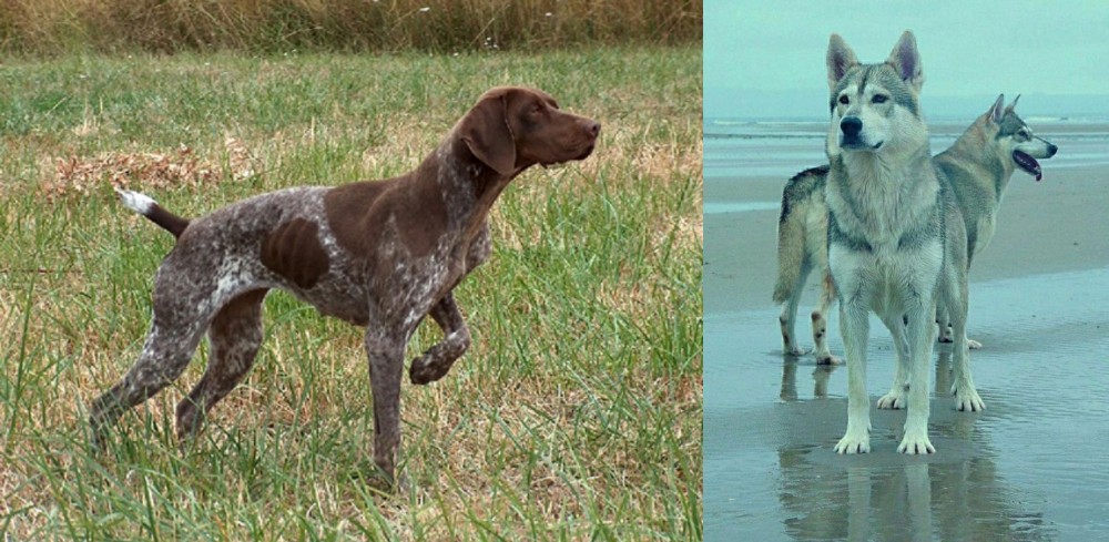 Northern Inuit Dog vs Braque Francais - Breed Comparison