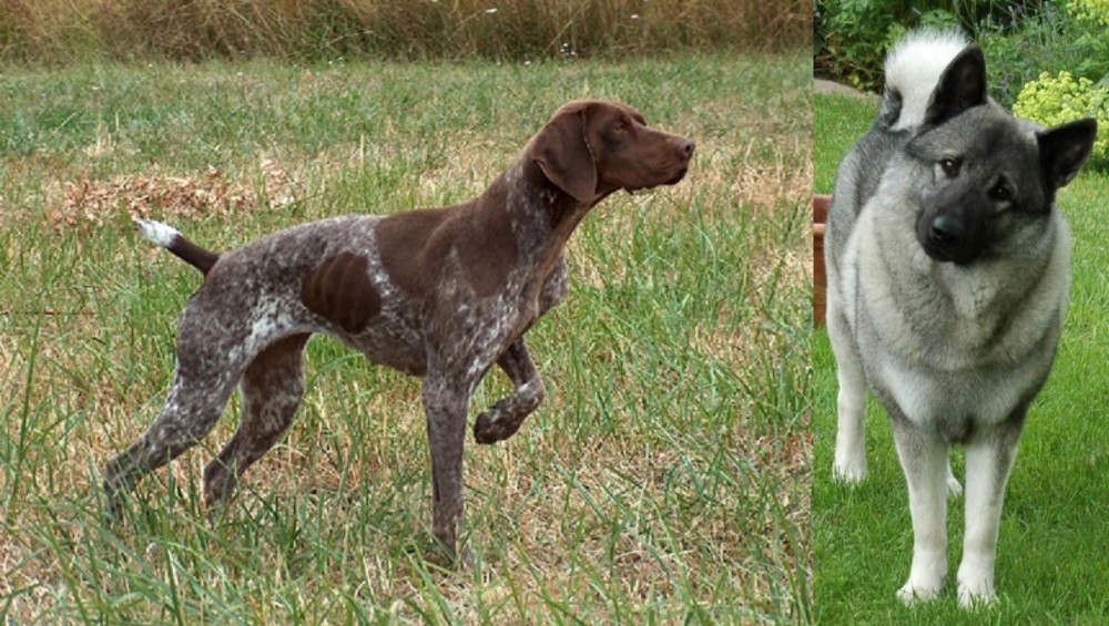 Norwegian Elkhound vs Braque Francais - Breed Comparison