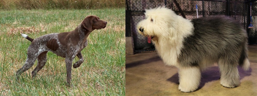 Old English Sheepdog vs Braque Francais - Breed Comparison