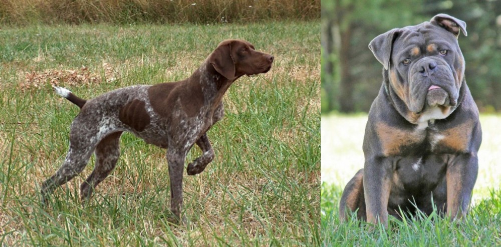 Olde English Bulldogge vs Braque Francais - Breed Comparison