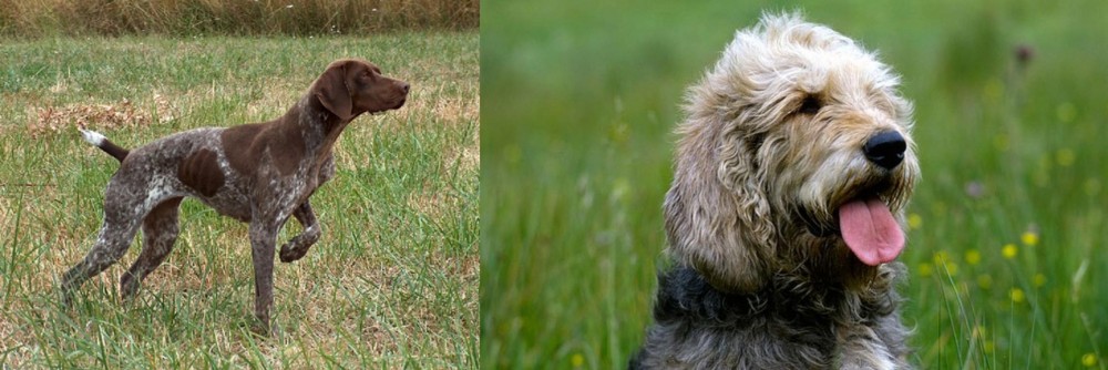 Otterhound vs Braque Francais - Breed Comparison