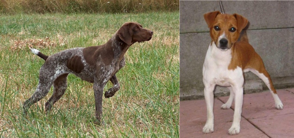Plummer Terrier vs Braque Francais - Breed Comparison
