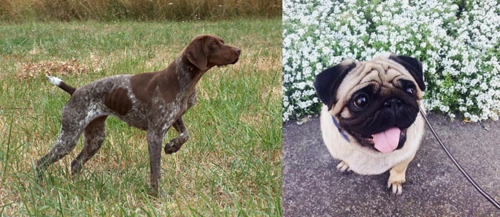 Pug vs Braque Francais - Breed Comparison