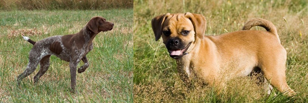 Puggle vs Braque Francais - Breed Comparison