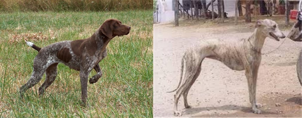 Rampur Greyhound vs Braque Francais - Breed Comparison
