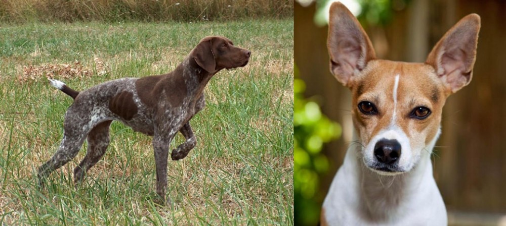 Rat Terrier vs Braque Francais - Breed Comparison