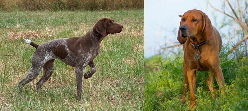 Redbone Coonhound vs Braque Francais - Breed Comparison