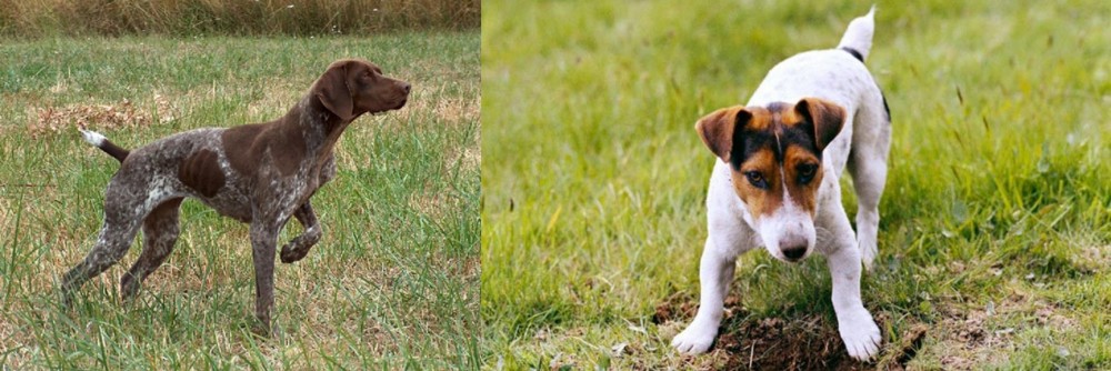 Russell Terrier vs Braque Francais - Breed Comparison